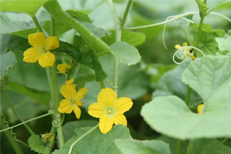 pretty flowers of tarkakri - Armenian cucumber.small